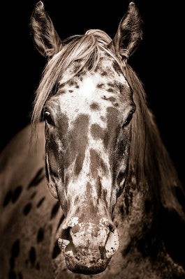 A black and white photograph of a horse's head, with detailed fur texture and visible ears.