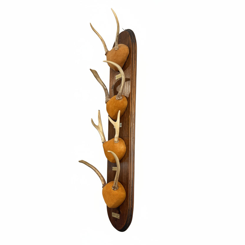 Vintage Deer Antler Wood Mount