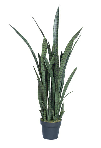 4' Snake Plant
