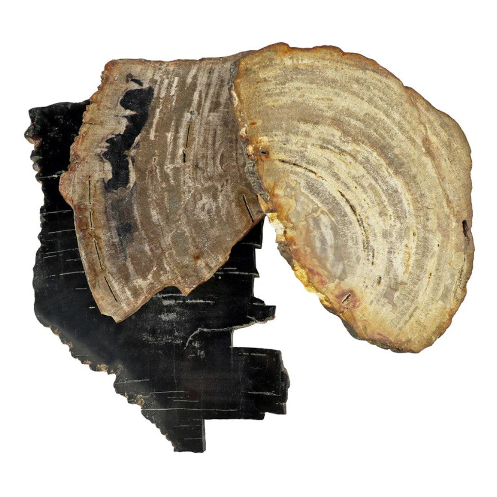 Close-up of a tree stump with layered bark on a white background