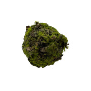 Mossy Lichen Orb