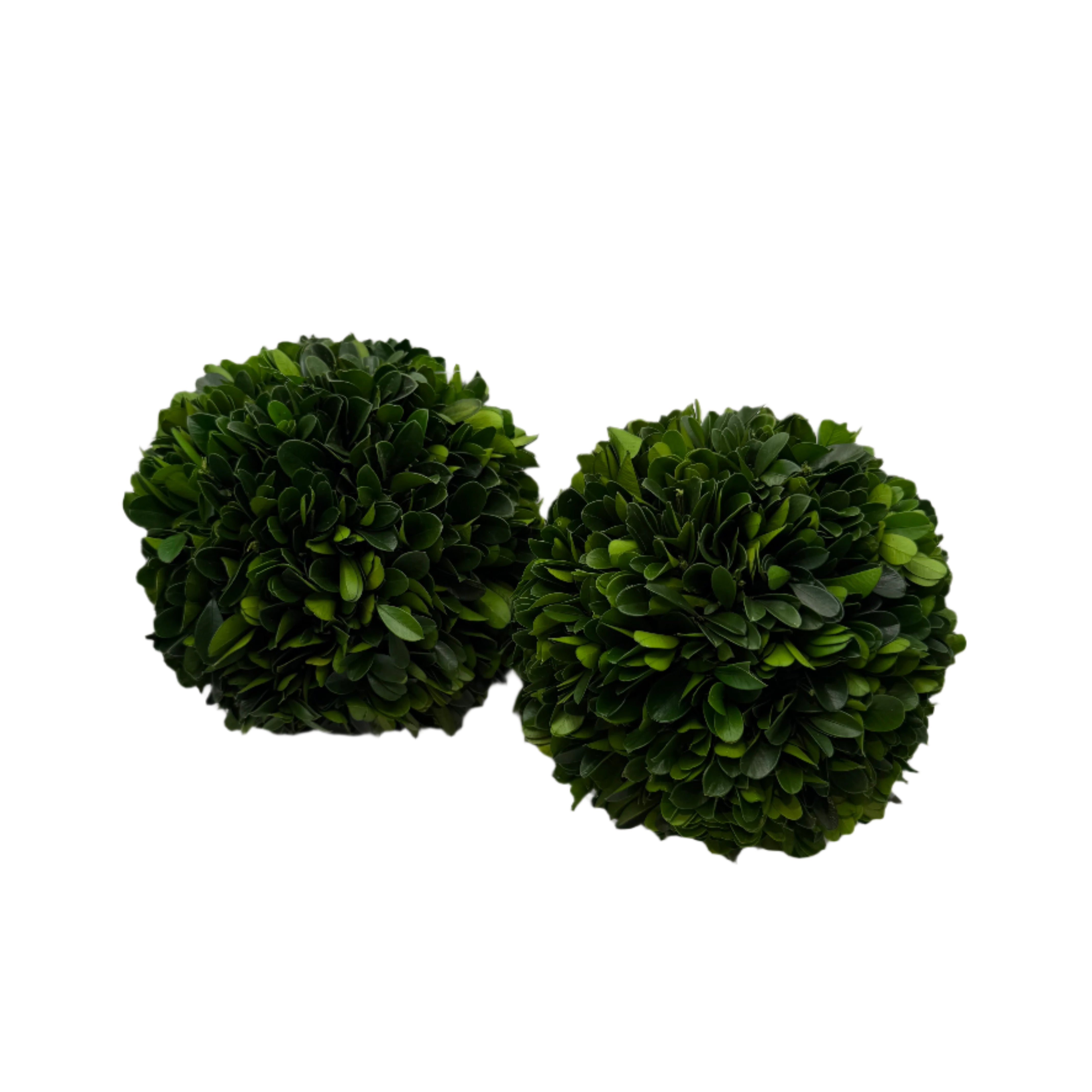 Preserved Boxwood Ball