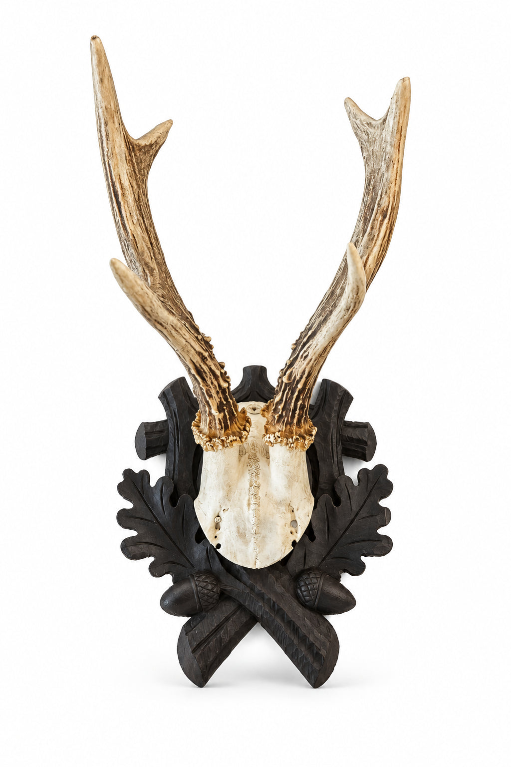 Vintage Roe Deer Trophy Mount