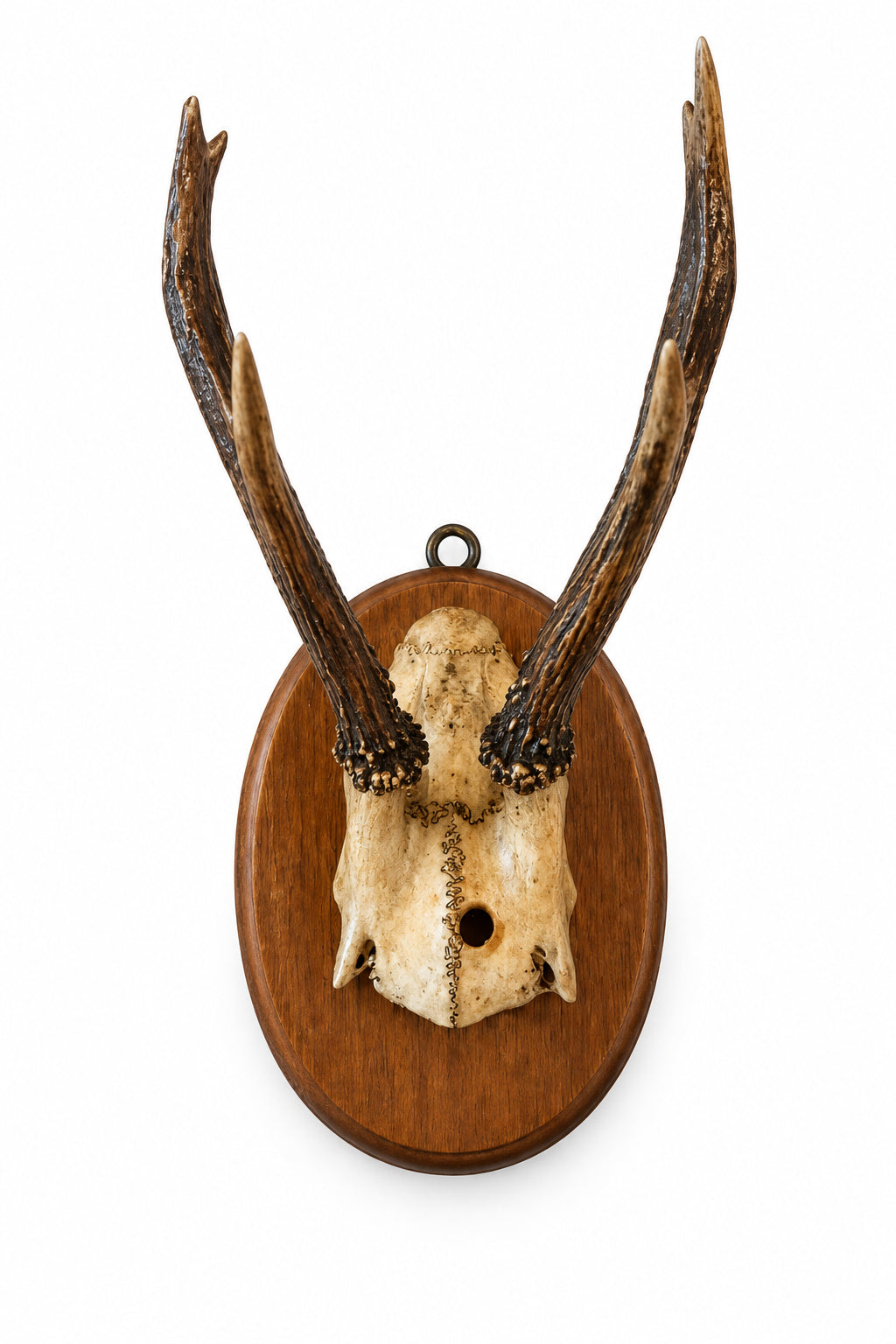 Antique German Roe Deer Trophy on Round Oak circa 1891-1900