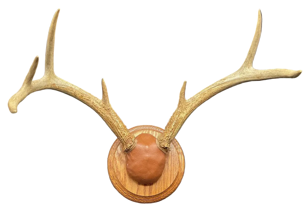 Vintage Mounted Deer Antler with Leather