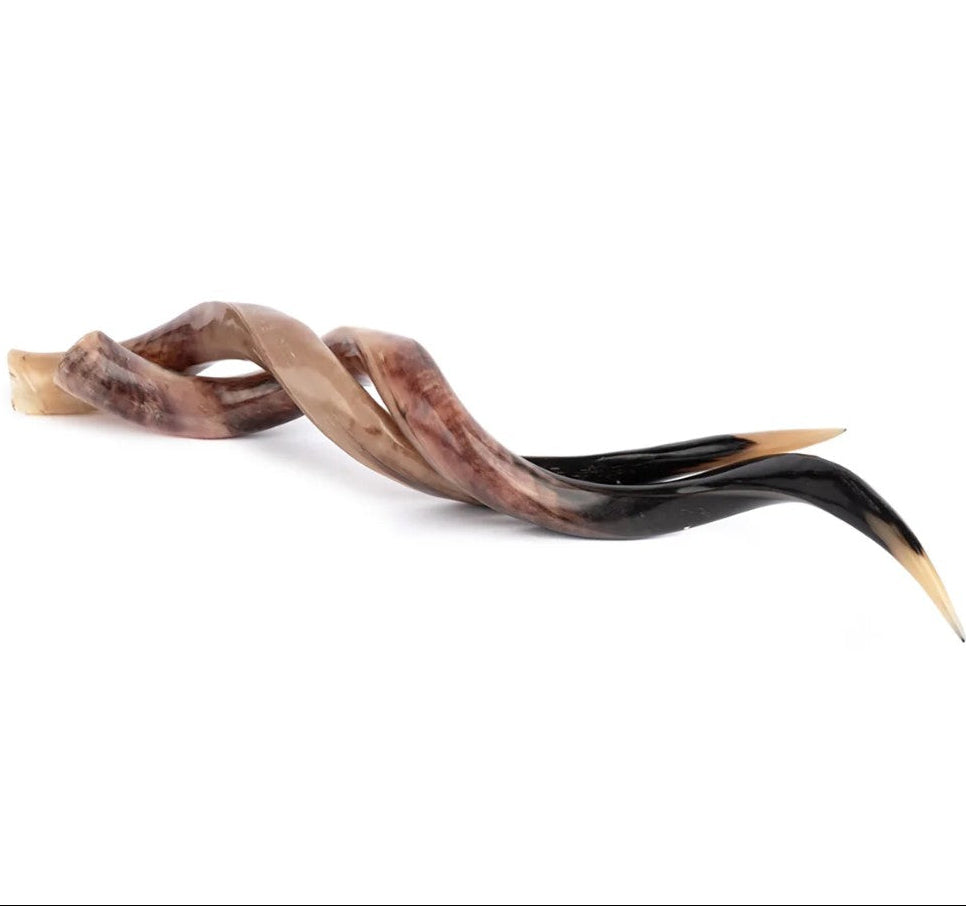 Twisted horn on a white background