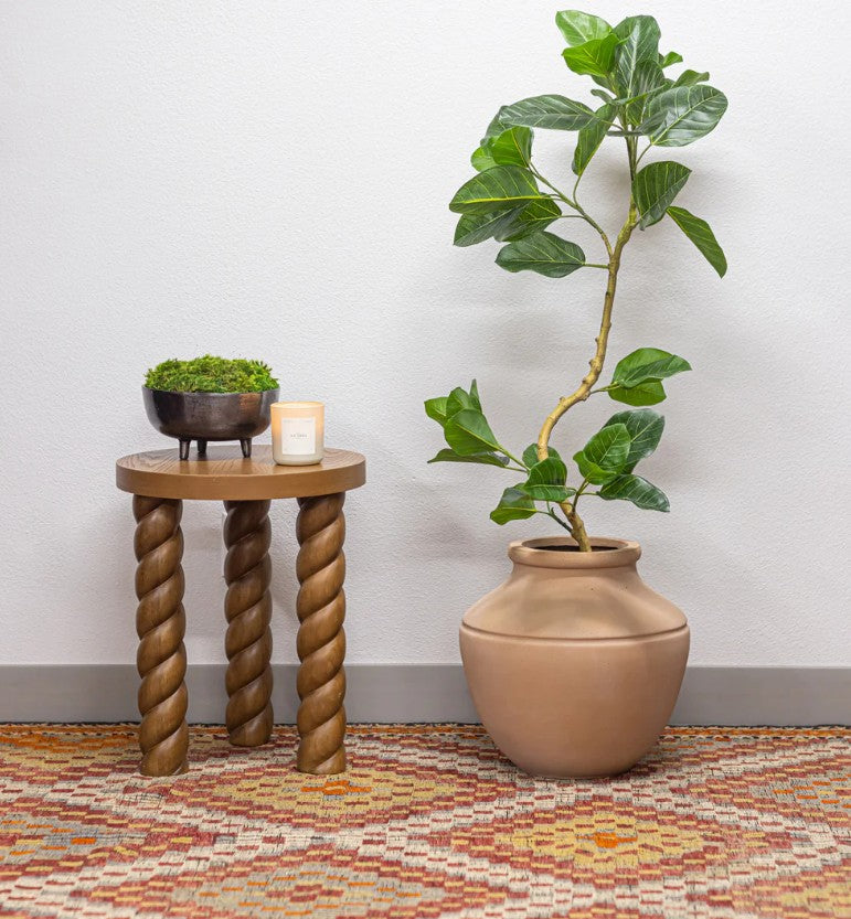 Spiral Audrey Ficus