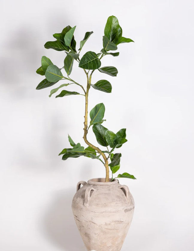 Spiral Audrey Ficus