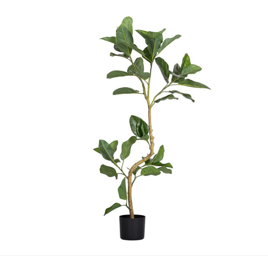 Spiral Audrey Ficus