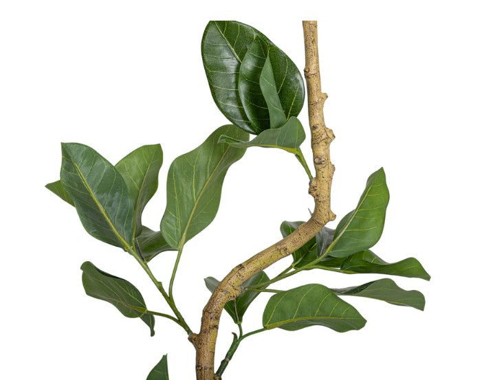 Spiral Audrey Ficus