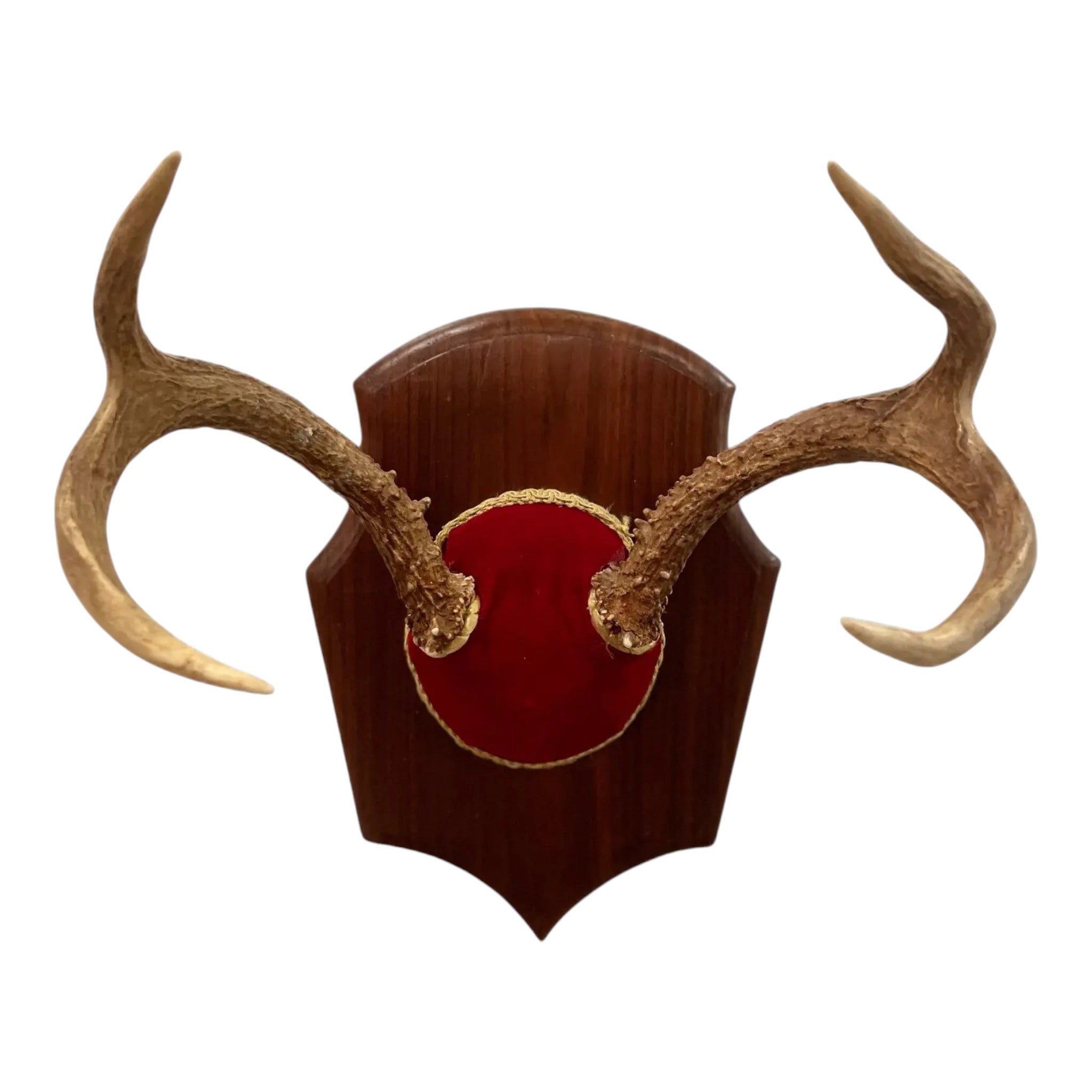 Vintage Trophy Mount